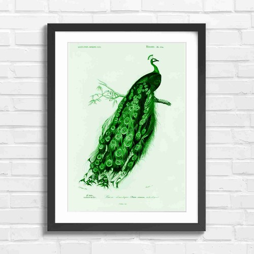 Peacock vintage botanical - peacock,