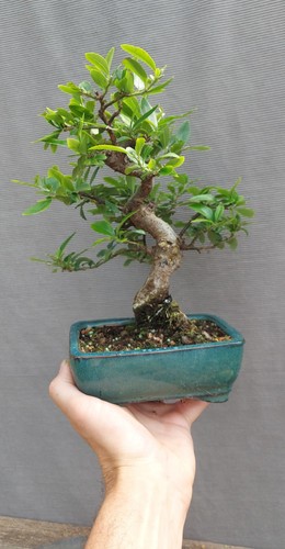 Beautiful firethorn pyracantha - beautiful,