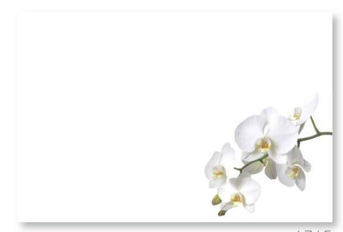 Shredastic blank daisy - shredastic®️blank,