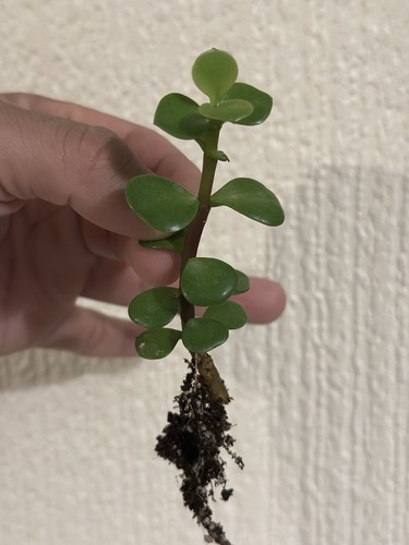 Elephant bush dwarf jade - bush,