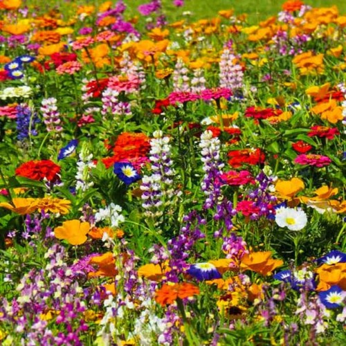 2000 wild flower seeds - , mixed