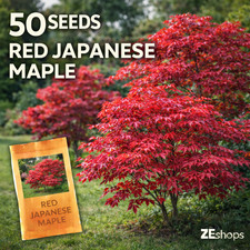 50 Red Japanese Maple Seeds