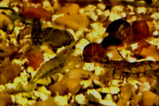 Culls neocaridina live - 20,