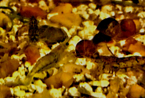 Culls neocaridina live - culls,