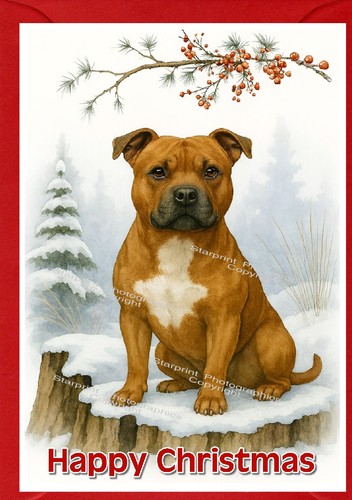 Staffordshire bull terrier - staffordshire,