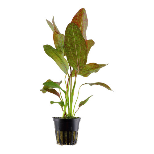 Echinodorus ozelot tropica - echinodorus,