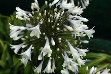Agapanthus Enigma bicolour