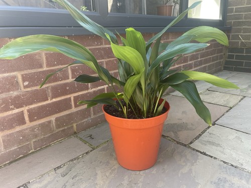 Healthy aspidistra plant for - aspidistra,