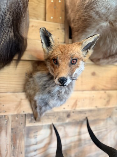 Taxidermy fox shoulder mount - shoulder,