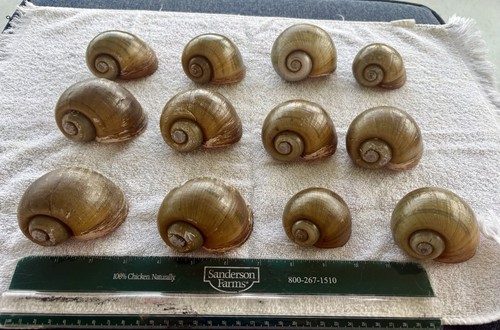 Lot apple snail shells - apple,