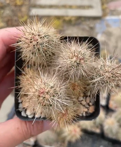 Heads live house - live, plant