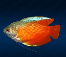 Red Fire Flame Dwarf Gourami