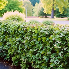 Acer campestre 40-60cm Bare