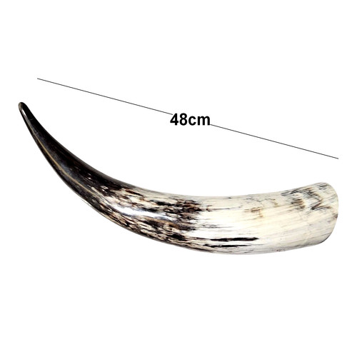 Polished horn 48cm long - ox,