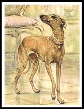 ITALIAN GREYHOUND LOVELY
