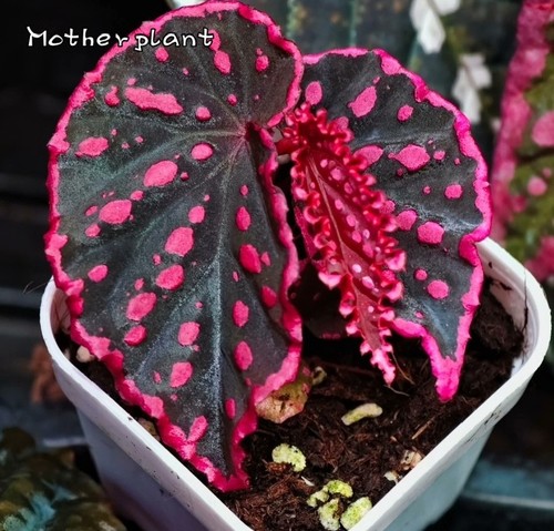 Super rare begonia - rare,