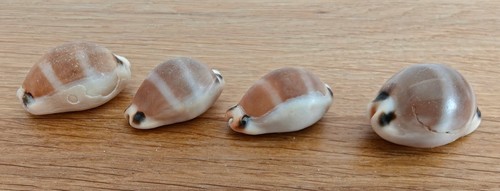 Vintage lurida cowrie - lurida,