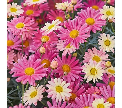 Argyranthemum aramis lemon - aramis,