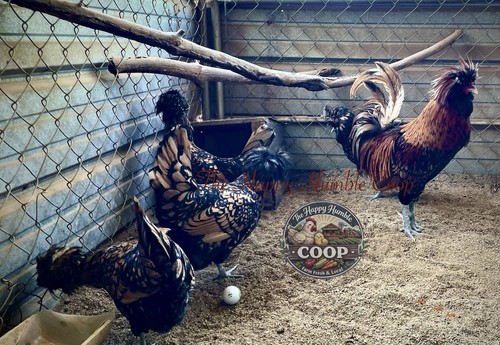 Polish chicken hatching eggs - polish,
