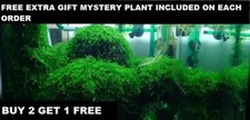 BUY 2 GET 1 FREE Live Aquarium