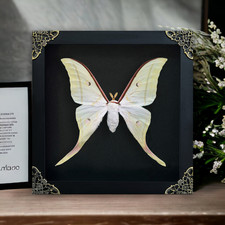 Real Luna Moth Shadow Box