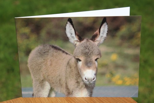 Donkey greeting card - ,, all