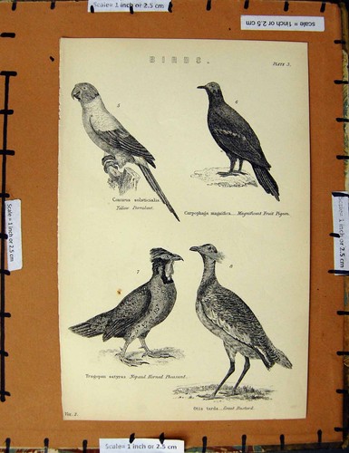 Original old antique print - old,