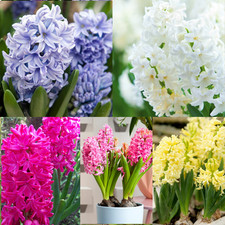 Perfect Plants Hyacinth Bulb