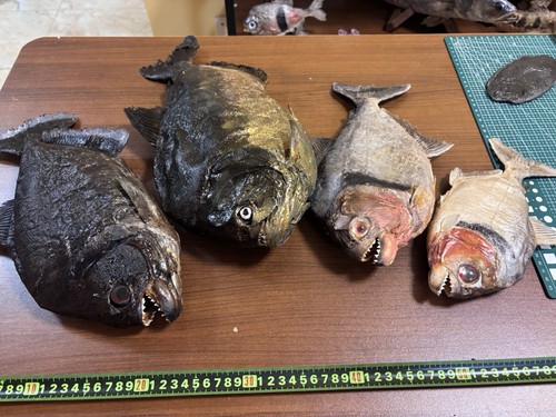 Commission bookings taxidermy - commission,