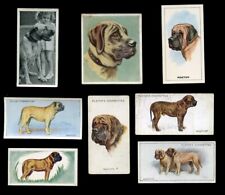 MASTIFF OLD ENGLISH DOG VINTAGE CIGARETTE & TRADE CARDS - X 8 all original