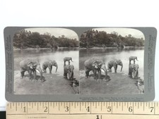 Elephants Stereoview Underwood
