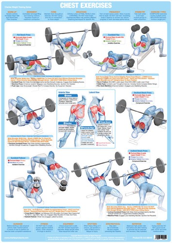 Chest muscles body - , building