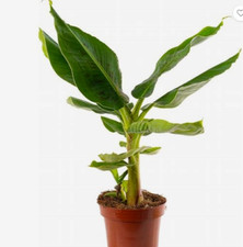 Hardy Banana Musa Banana Tree