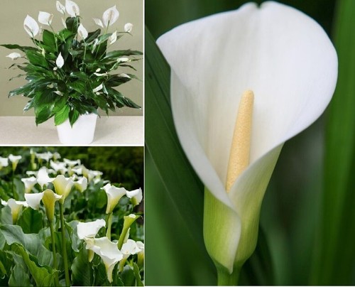 Arum lily calla 20 - lily, 20+