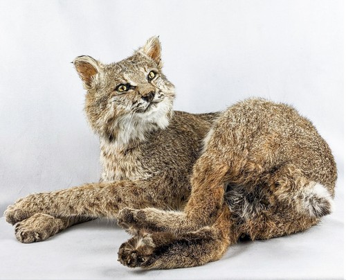 Bobcat taxidermy mount - taxidermy,