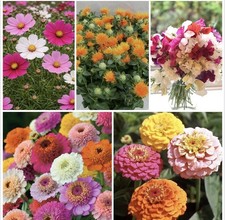 6 Mixed Flower Plug Plants