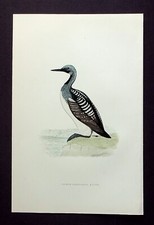 BLACK THROATED DIVER,  ARCTIC