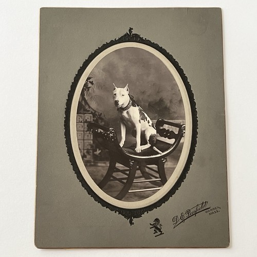 Antique photograph board - photograph, on