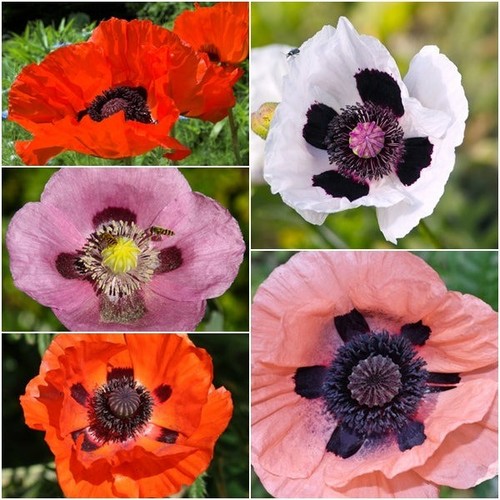New oriental hybrid poppy - new,