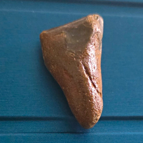 Shark tooth fossil specimen - tooth,
