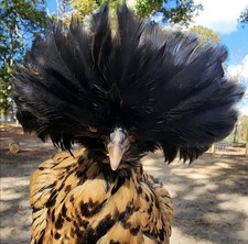 Polish Chicken Hatching