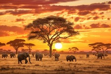 Sunset Elephant Animals Canvas