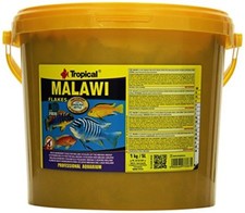 Top Quality MALAWI MBUNA
