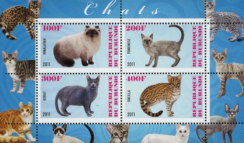 Cat pet domestic - pet, korat