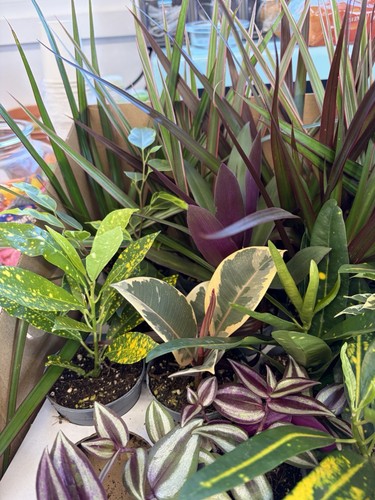 House plants bundle - -,