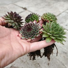 5 full size Sempervivum Plants  fully Rooted Garden Winter Hardy ! SALE ! mix