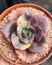 Echeveria Blue Metal