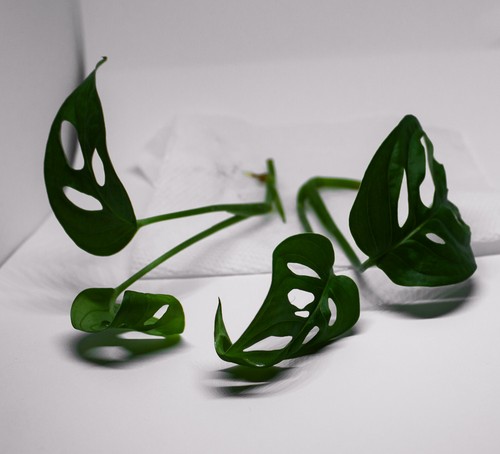 Swiss cheese monstera rooted - cheese,