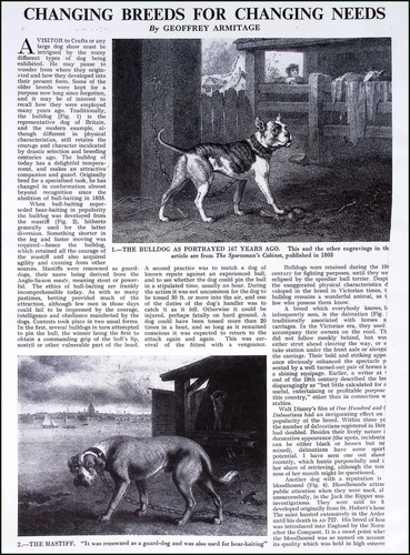 Changing dog breeds - dog,