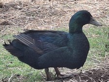 12 Organic Cayuga Duck